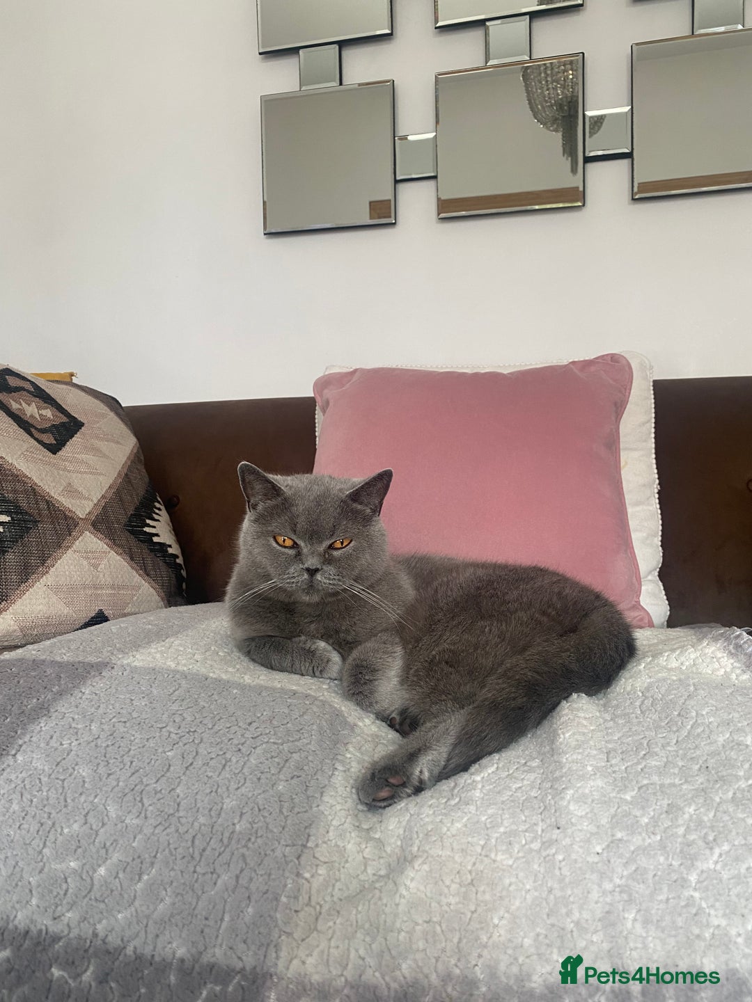 British Shorthair cats for sale: GCCF champion bloodline BSH blue kittens.  - Image 10