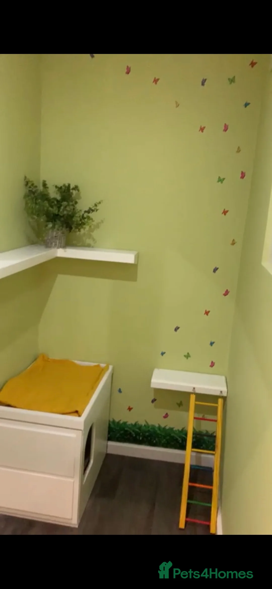 Maine Coon cats for stud: TICA champion and ICWW Maine Coon stud available  in Brighouse - Advert 30