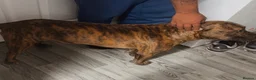 Mixed Breed dogs for stud: Male stud - Advert 2