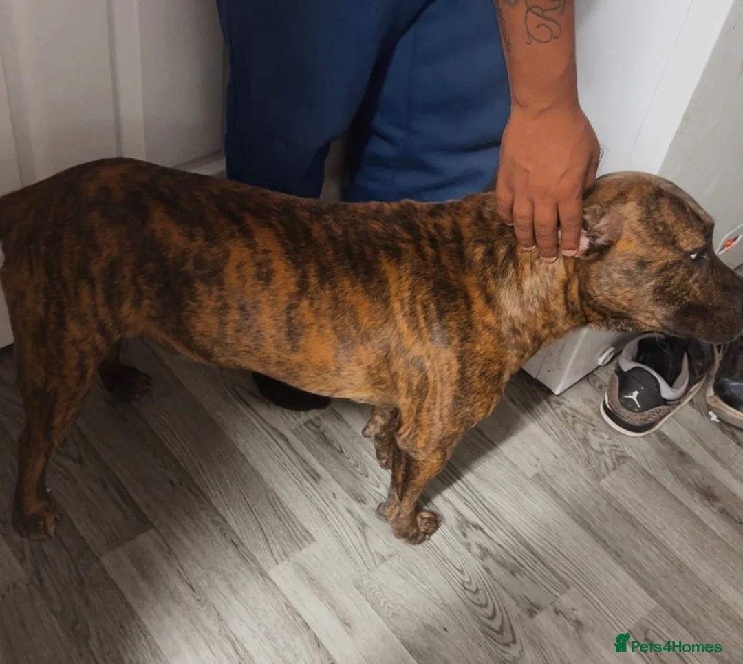 Mixed Breed dogs for stud: Male stud - Advert 2