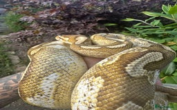 Python Snake reptiles for sale: 🐍 Ball Pythons for Sale – Collection Nottingham  - Image 6