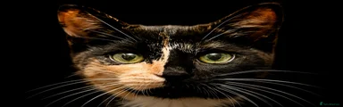 Domestic Shorthair 1