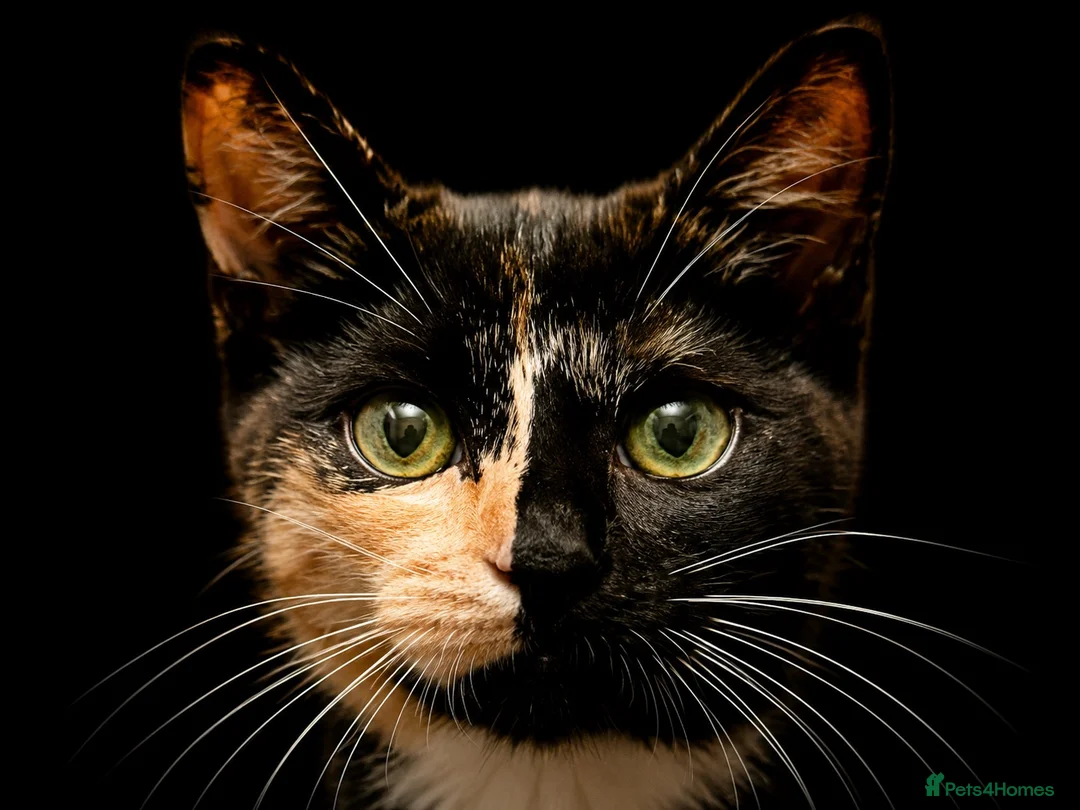 Domestic Shorthair cats for sale: Short hair tabby  - Advert 2
