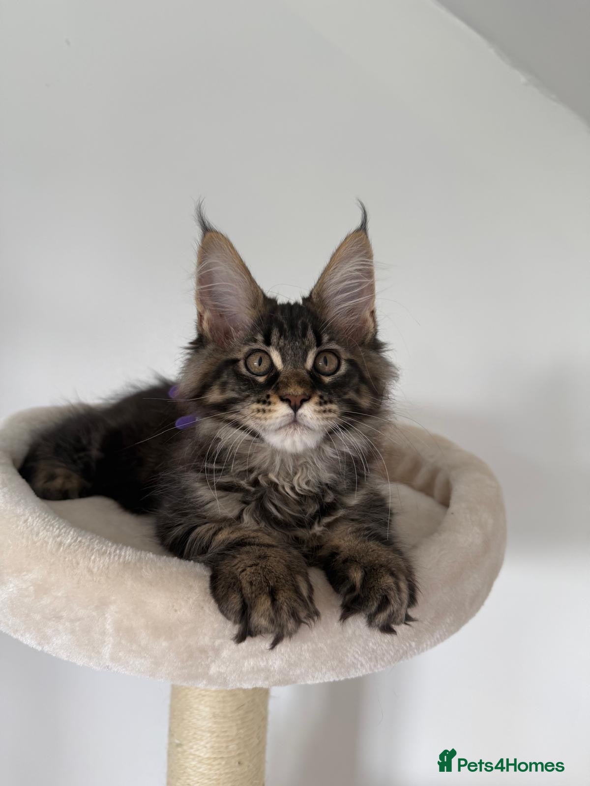 Maine Coon cats CHAMPION BLOODLINE KITTENS ❤️ - Advert 1