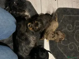 Cocker Spaniel dogs Beautiful Cockers - Advert 4