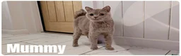 Munchkin cats for sale: Munchkin kittens - Advert 11