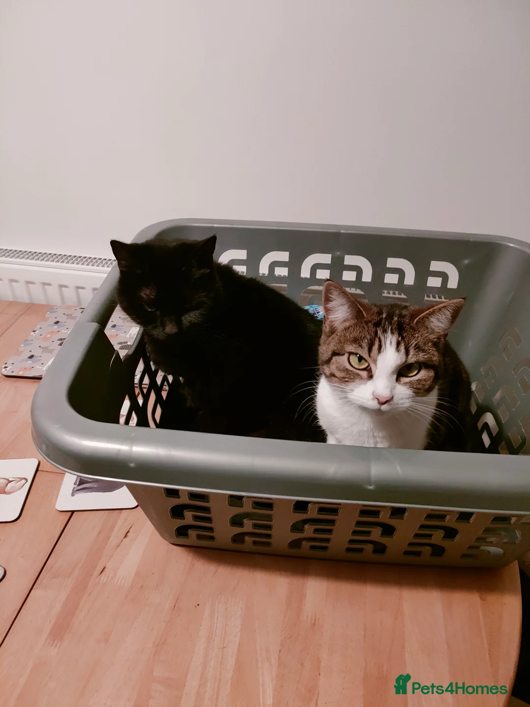 Mixed Breed cats for sale: Bonded pair of female cats - Advert 5