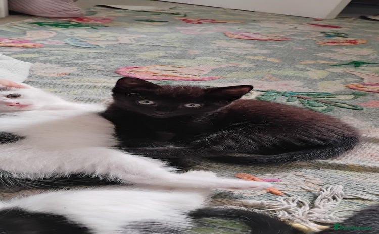 Mixed Breed cats - Advert 15