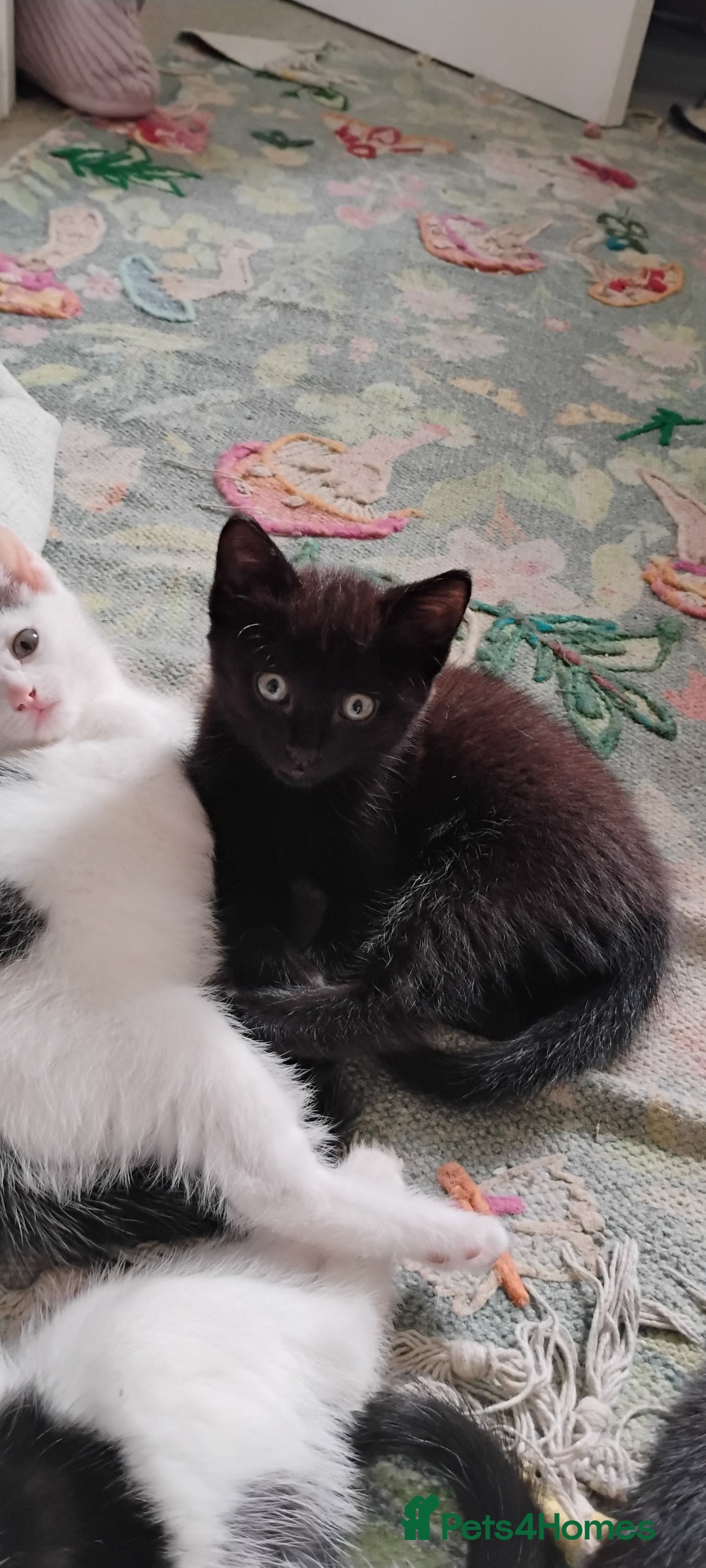 Mixed Breed cats for sale: 5 lovely kittens - Image 8