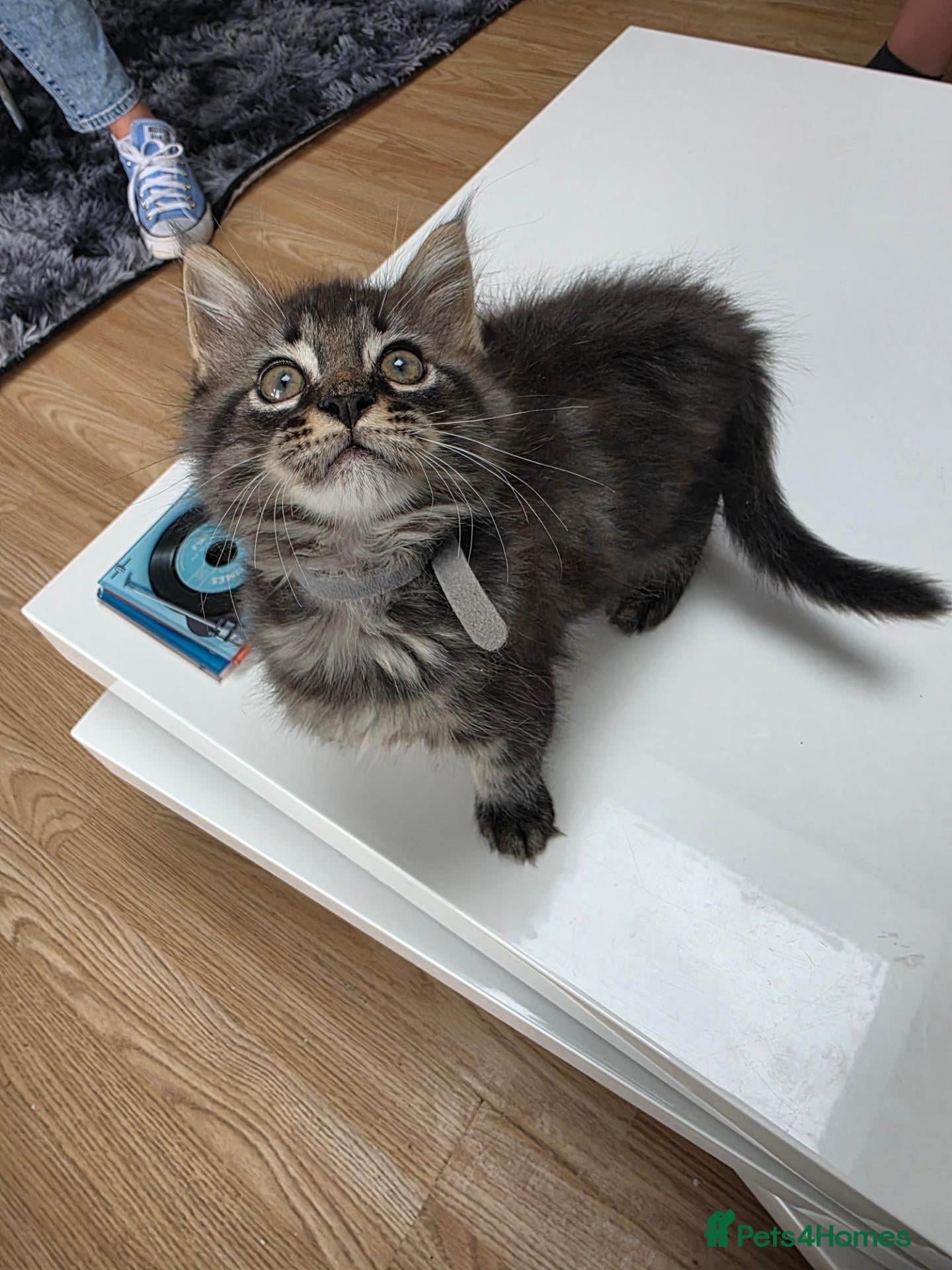 Maine Coon cats Pure breed Maine coons kittens 1g and 3boys - Advert 1