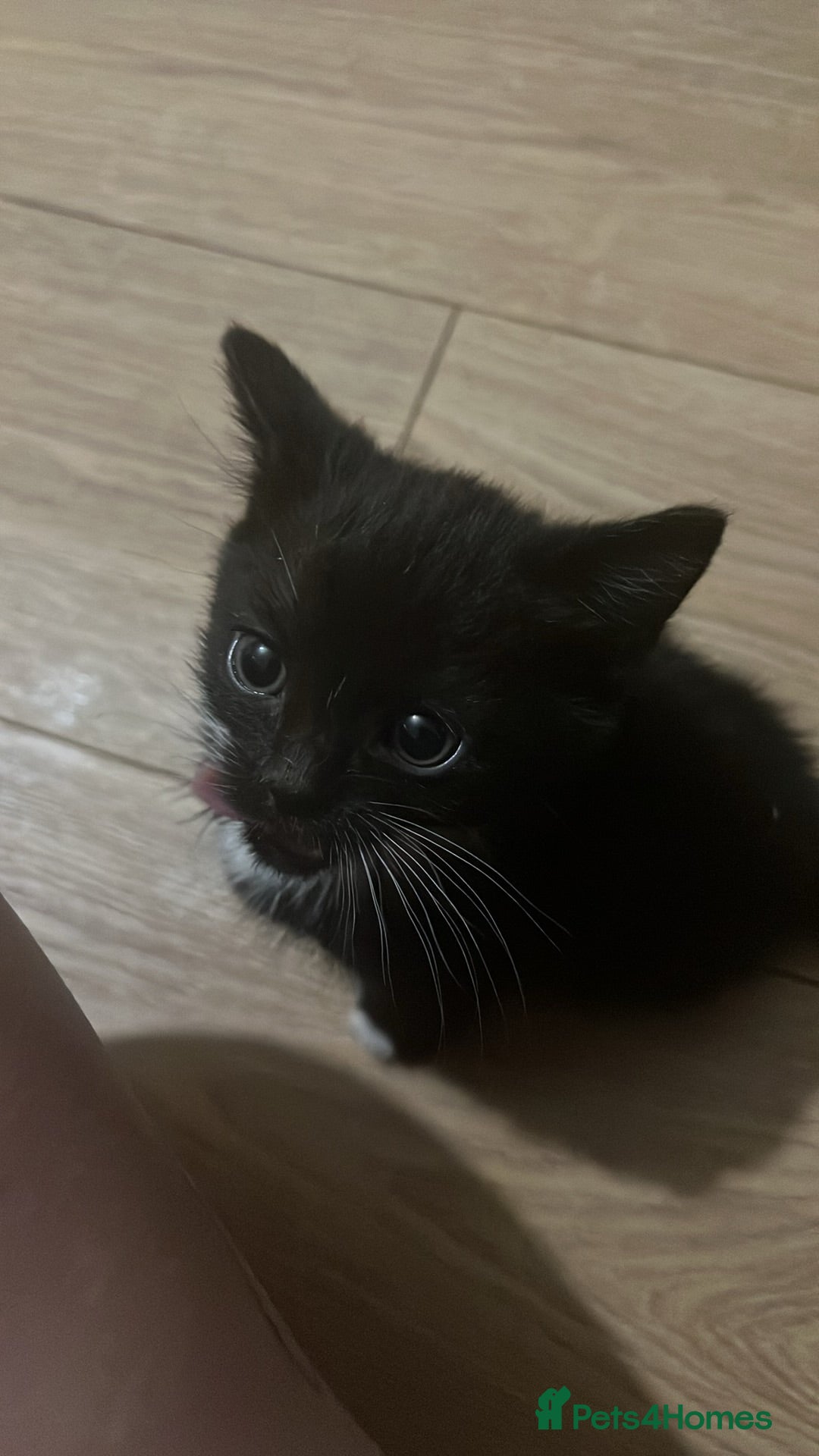 British Shorthair cats 2 black and white kittens  - Advert 2