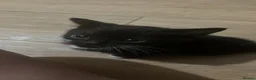 British Shorthair cats for sale: 2 black and white kittens  - Advert 1