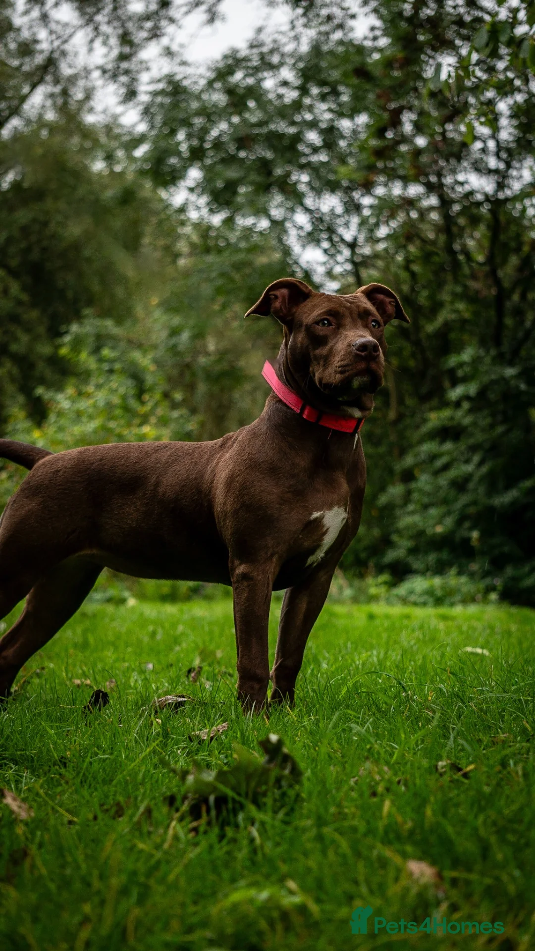 Mixed Breed dogs for sale: Staff x crossbreed - Advert 2