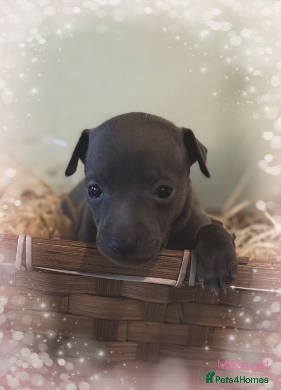 Italian Greyhound dogs for sale: Stunning Tiny All Blue KC registered Iggys  - Advert 4