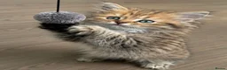 Mixed Breed cats for sale: Beautiful female MCx kitten, last of litter  in Ferndown - Advert 6