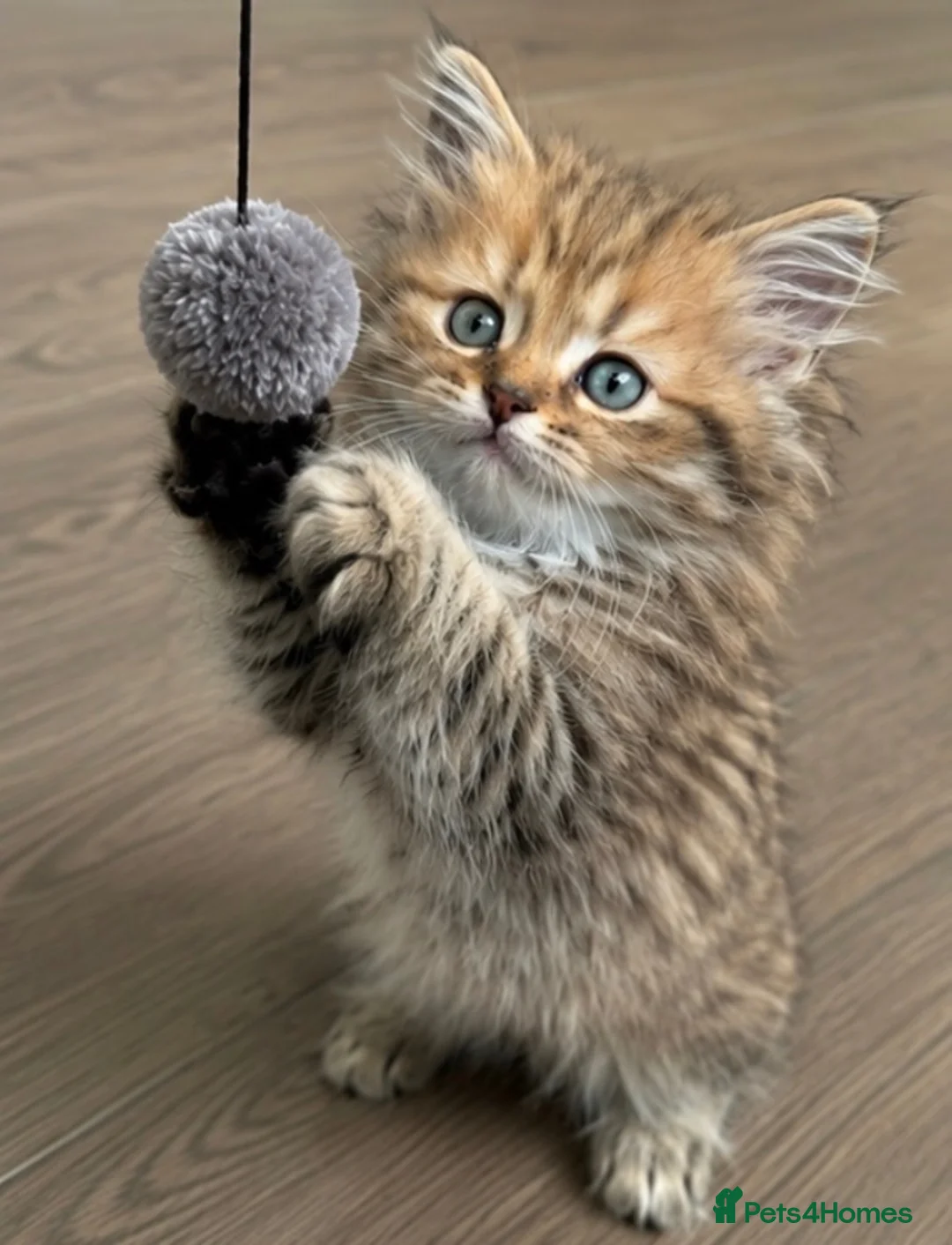 Mixed Breed cats for sale: Beautiful female MCx kitten, last of litter  in Ferndown - Advert 6