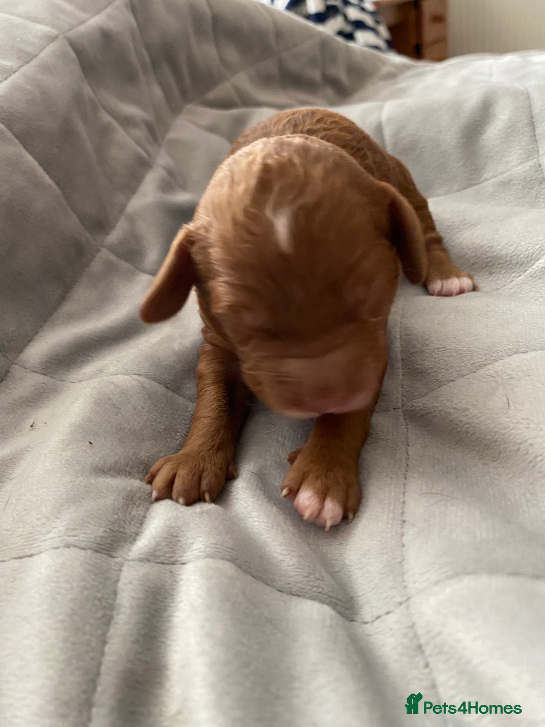 Cockapoo dogs for sale: F1b cockapoo video call viewings available  - Advert 6