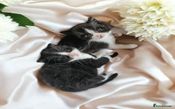Scottish Fold cats for sale: Bundle of 11 Scottish fold Straight Ears Kittens - Image 22