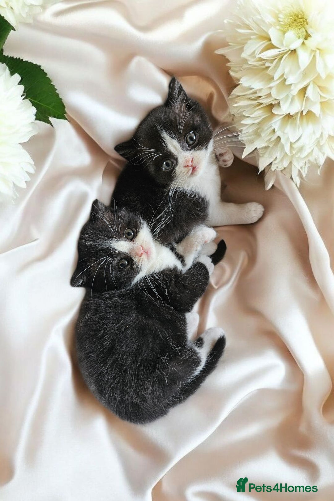 Scottish Fold cats for sale: Bundle of 11 Scottish fold Straight Ears Kittens - Image 22