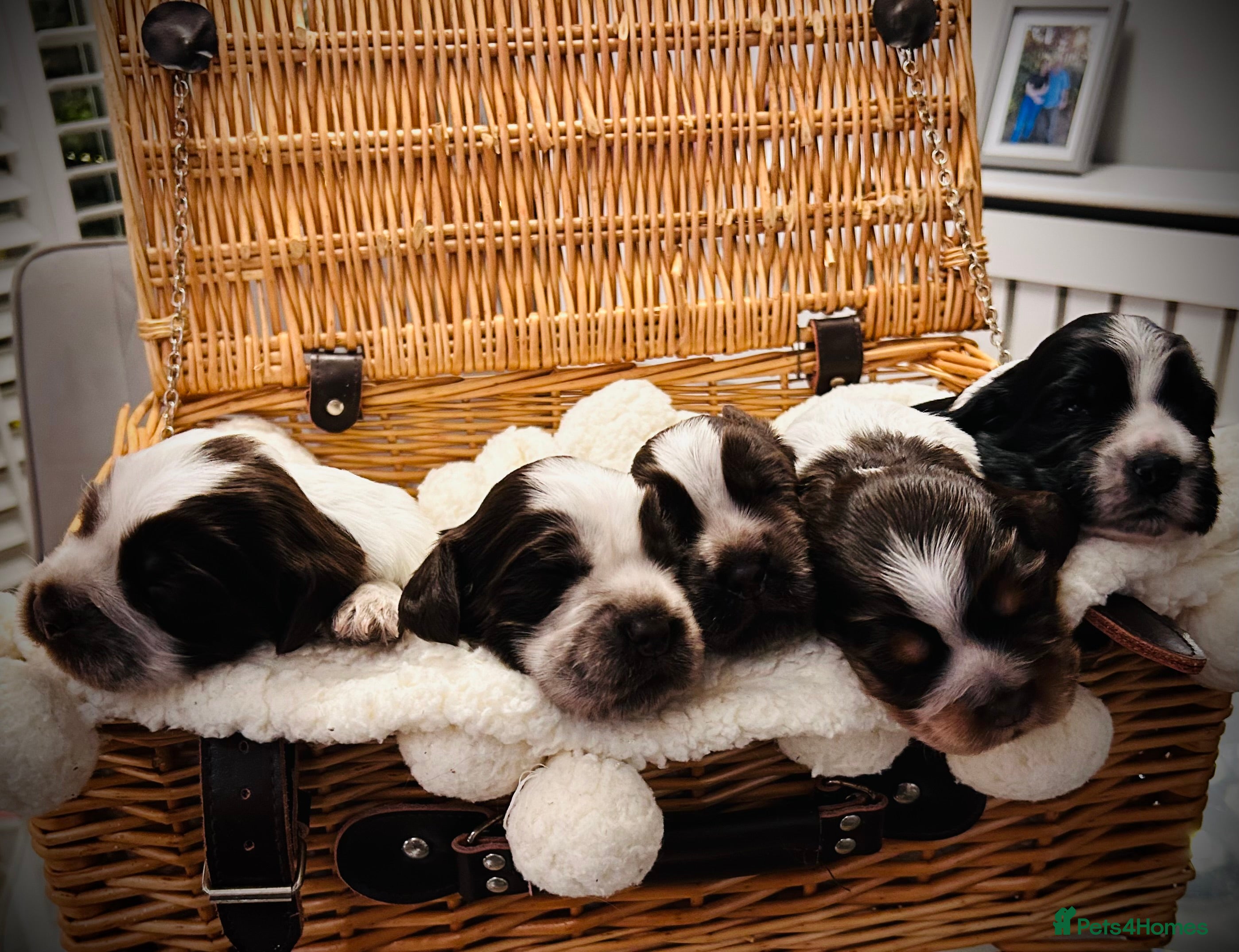 Cocker Spaniel dogs Cocker Spaniel Puppies - Advert 4