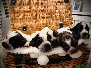 Cocker Spaniel dogs Cocker Spaniel Puppies - Advert 3