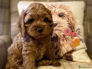 Cockapoo dogs Yankee doodles cockapoos - Advert 1