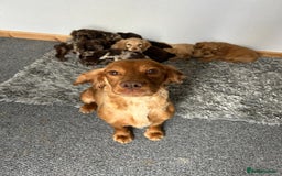 Cocker Spaniel dogs for sale: Cocker spaniel puppies - Image 16