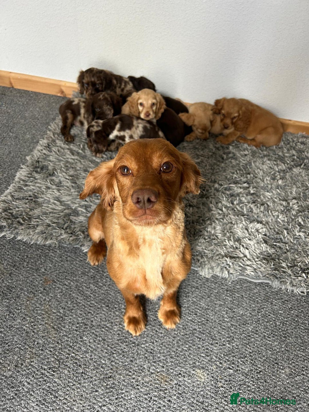 Cocker Spaniel dogs for sale: Cocker spaniel puppies - Image 16