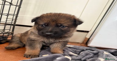 German Shepherd dogs Bred From Extensively Health Tested Parents  - Advert 7