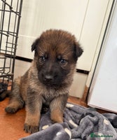 German Shepherd dogs Bred From Extensively Health Tested Parents - Advert 4