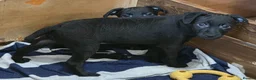 Patterdale Terrier dogs for sale: Patterdale Puppies - Females - Advert 10