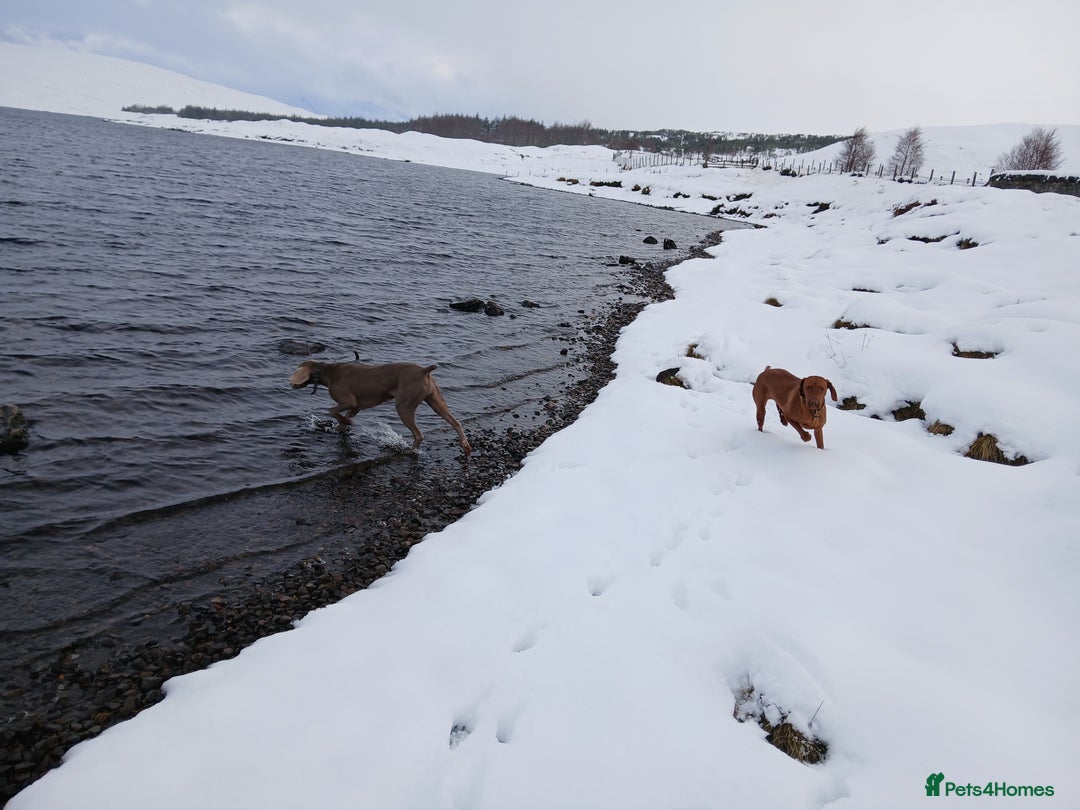 Hungarian Vizsla dogs for sale: Lovely Vizsla looking for loving home - Advert 7