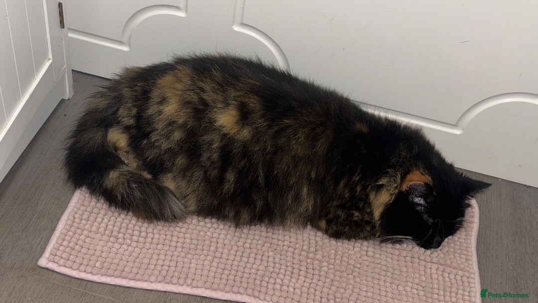 Mixed Breed cats for sale: Sad rehoming of our beloved Mable - Advert 3