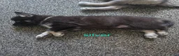 Shepsky dogs for sale: 9 shepsky puppies  - Advert 3
