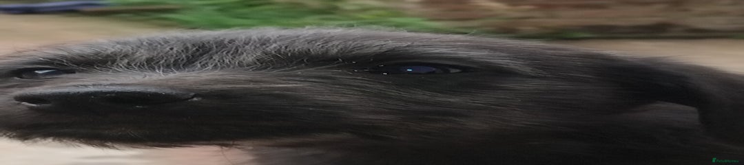  Puppy 2