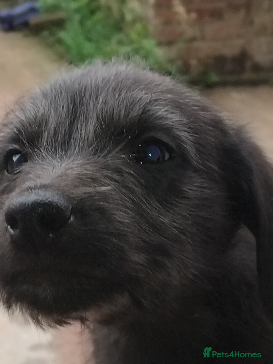 Lurcher dogs for sale: Lurcher  - Image 2