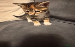 Mixed Breed cats for sale: 2 girl kittens  - Image 3