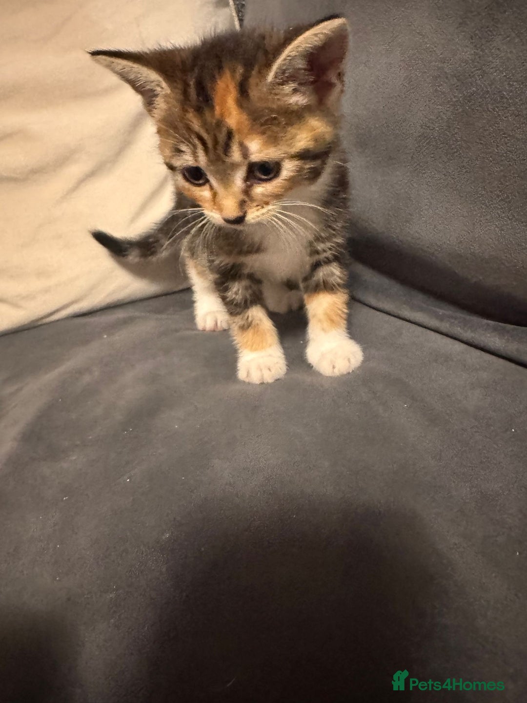 Mixed Breed cats for sale: 2 girl kittens  - Image 3