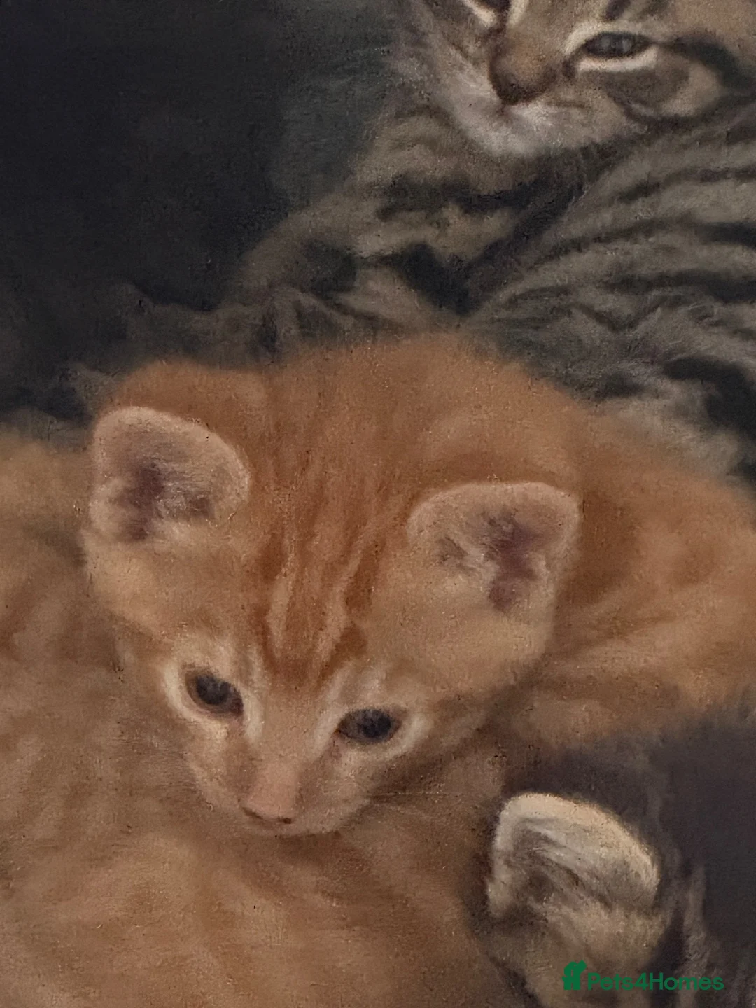 Mixed Breed cats for sale: Beautiful mixed breed kittens  - Advert 20