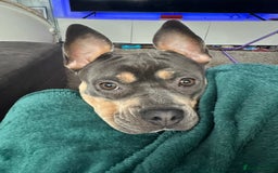 Mixed Breed dogs for sale: Staffordshire Bull Terrier Cross - Image 2