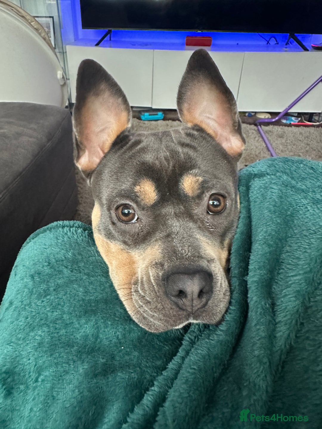Mixed Breed dogs for sale: Staffordshire Bull Terrier Cross - Image 2