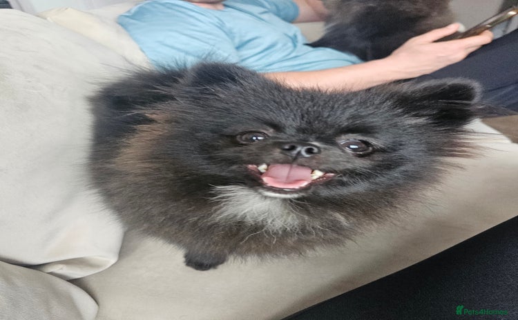Pomeranian dogs - Advert 1