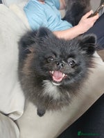 Pomeranian dogs - Advert 6