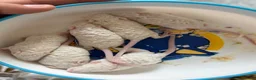 Mouse rodents for sale: Ethical Home Mousery Waiting List  - Advert 12