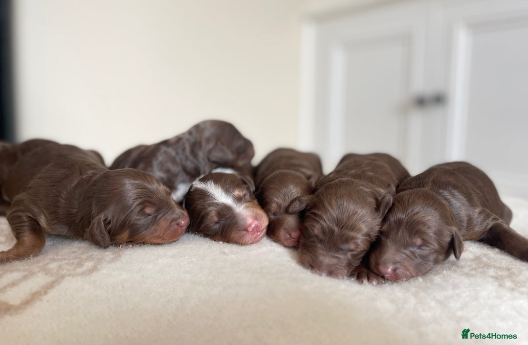 Bordoodle dogs for sale: OUTSTANDING *TRI COLOUR* MINIATURE BORDOODLES - Image 7