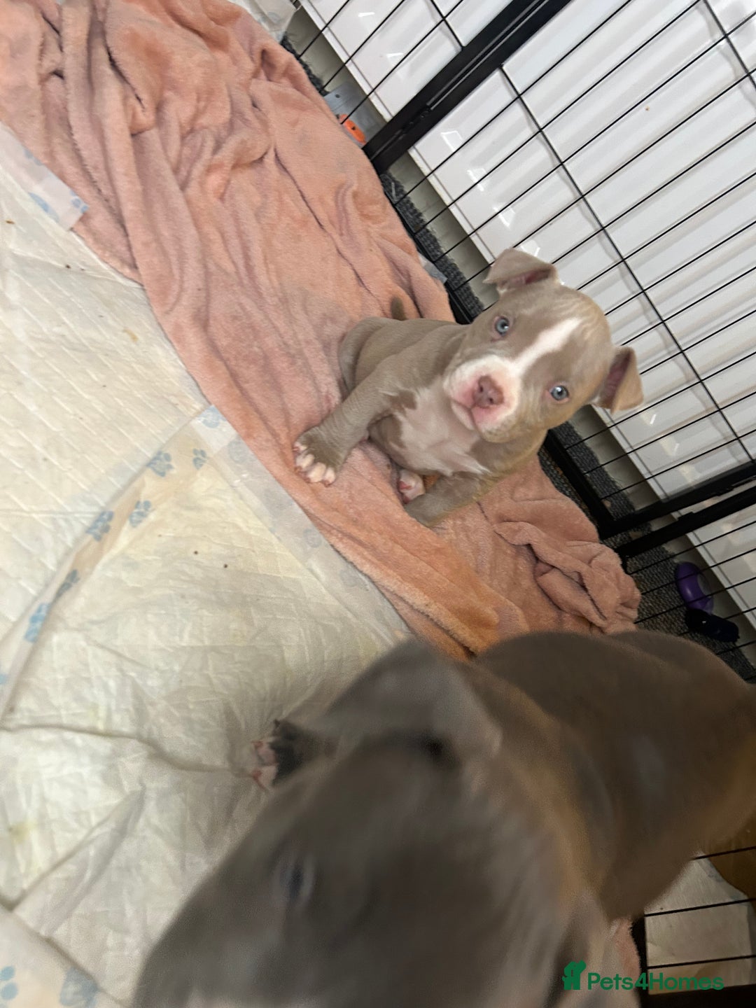 American Bulldog dogs for sale: Pocket bully girl  - Advert 10