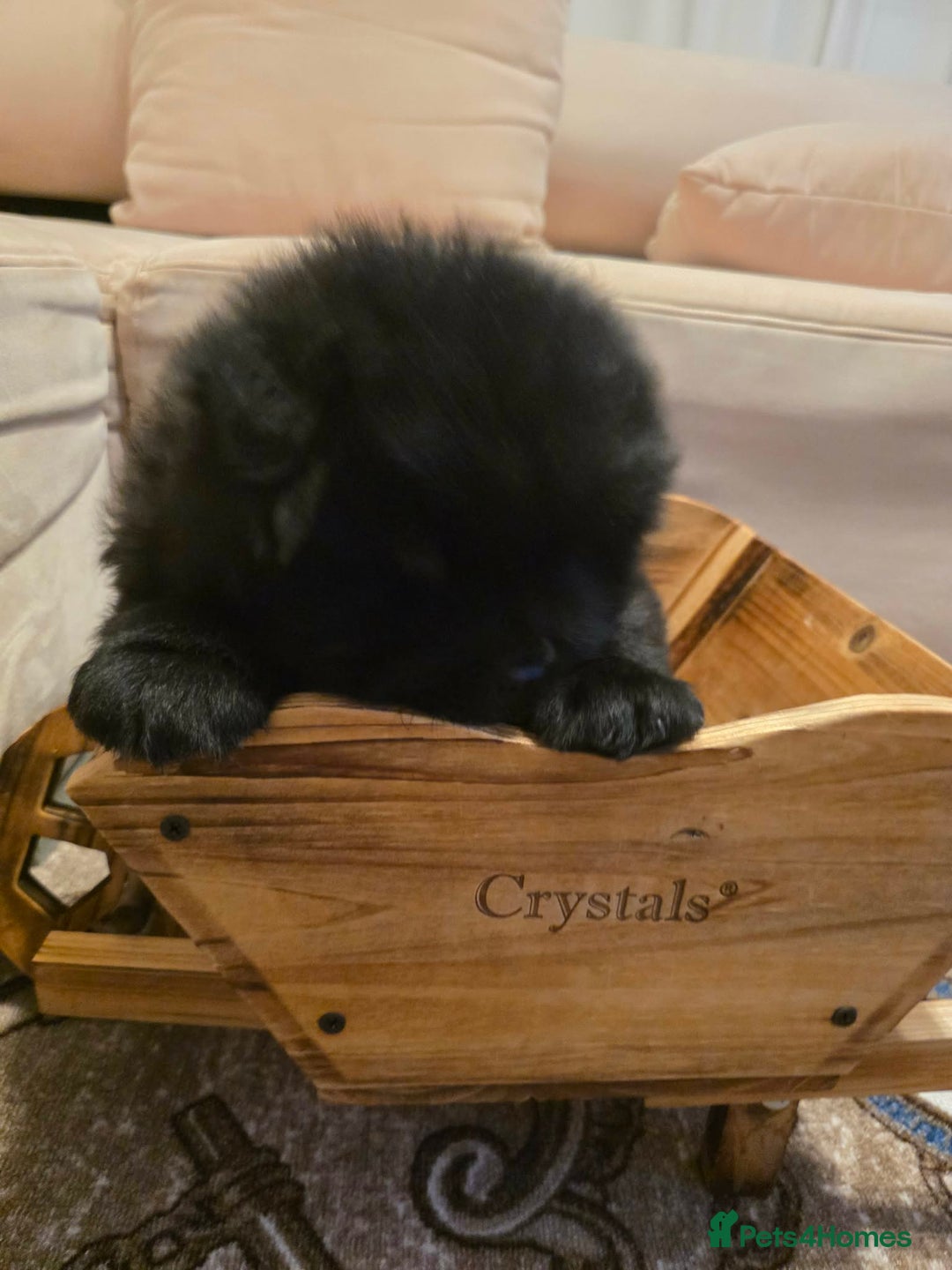 Chow Chow dogs for sale: “Fluffy & Loving Chow Chow Puppy " - Advert 4