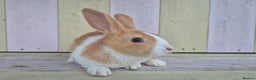 Dutch rabbits for sale: 🧡Absolutely gorgeous and friendly babies🧡  - Advert 9