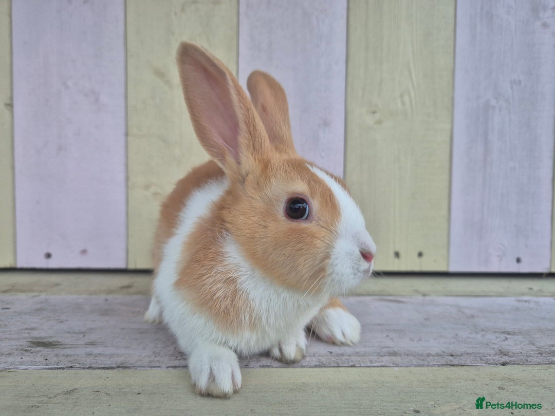 Dutch rabbits for sale: 🧡Absolutely gorgeous and friendly babies🧡  - Advert 9