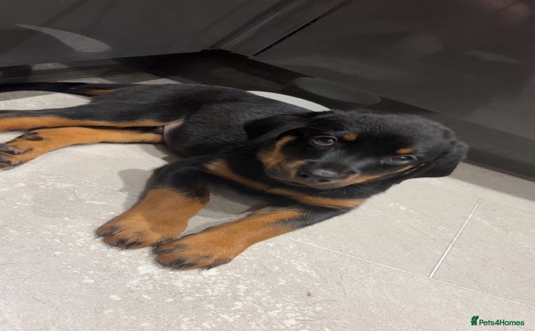 Rottweiler dogs - Advert 2